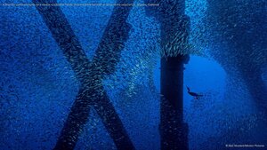 A Brandt's cormorant hunts for a meal in a school of Pacific chub mackerel beneath an oil rig off the coast of Los Angeles, California