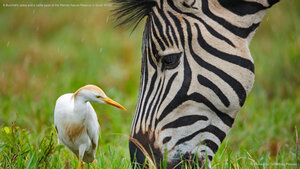 A Burchell's zebra and a cattle egret at the Rietvlei Nature Reserve in South Africa