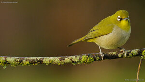 A Cape white-eye perched