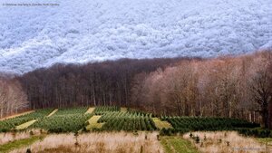 A Christmas tree farm in Zionville, North Carolina