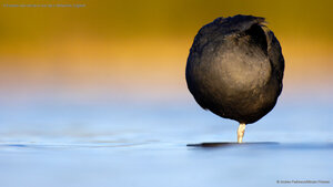 A Eurasian coot resting on one leg in Derbyshire, England