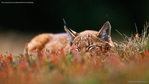 A Eurasian lynx in Šumava National Park, Czech Republic