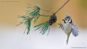 A European crested tit lands on a pine tree in France