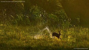A European hare jumps through a wetland in the Netherlands