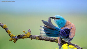 A European roller preening in Bulgaria