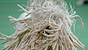 A Komondor competes in the Westminster Kennel Club Dog Show in New York City