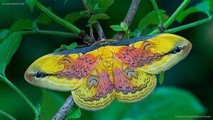 A Loepa oberthuri moth