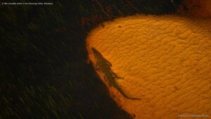 A Nile crocodile soaks in the Okavango Delta, Botswana