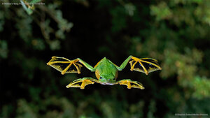 A Wallace's flying frog glides to the forest floor