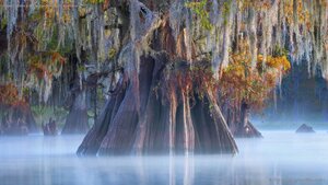 A bald cypress in the Atchafalaya Basin, Louisiana