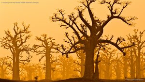 A baobab grove near Bandia Wildlife Reserve in Senegal