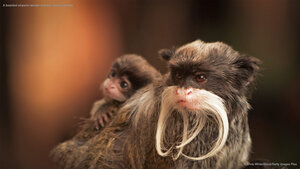 A bearded emperor tamarin monkey carrying a baby