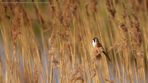 A bearded reedling in Elmley National Nature Reserve in Kent, England