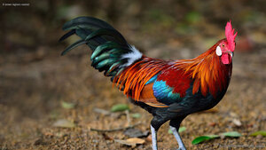 A brown leghorn rooster