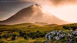 A bull in the foothills of Mount Pico on Pico Island in the Portuguese archipelago of the Azores