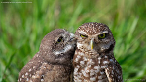 A burrowing owl chick and adult in South Florida