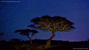 Acacia trees in Lewa Wildlife Conservancy, Kenya