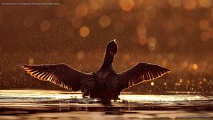 A common loon in the Superior National Forest in Minnesota