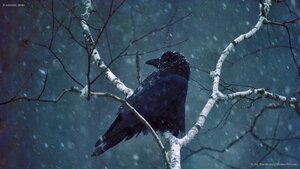 A common raven