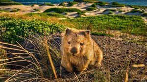 A common wombat at Point Lesueur on Maria Island in Tasmania, Australia