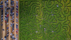 A corn maze in Petaluma, California