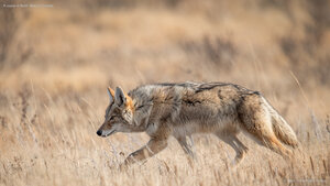A coyote in Banff, Alberta, Canada