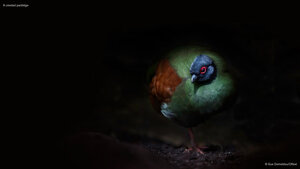 A crested partridge