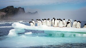 Adélie penguins at Possession Island, Antarctica