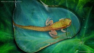 Adolescent frog in a pool of water on a giant lily pad