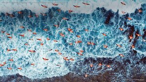 Aerial view of American flamingos flying over Los Roques Archipelago National Park, Venezuela