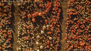 Aerial view of a pumpkin patch in Half Moon Bay, California