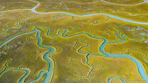 Aerial view of tidal channels in marshland of the Mockhorn Island State Wildlife Management Area, Virginia