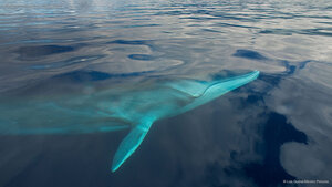 A fin whale in the waters off the Azores