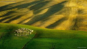 A flock of sheep grazing in Tuscany, Italy