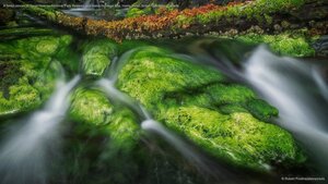 A forest stream in Gwaii Haanas National Park Reserve and Haida Heritage Site, Haida Gwaii, British Columbia, Canada