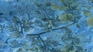 A fossilized carboniferous fern