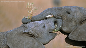 African bush elephants at Masai Mara National Reserve in Kenya