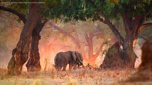 African bush elephants in Mana Pools National Park, Zimbabwe