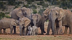 African elephants