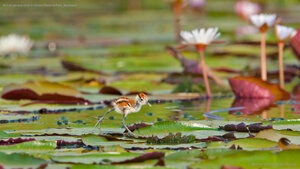 African jacana chick in Chobe National Park, Botswana