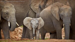 African savanna elephants in Addo Elephant National Park, South Africa