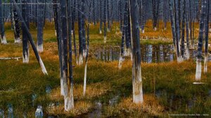 Aftermath of a forest fire in Yellowstone National Park, Wyoming