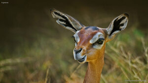 A gerenuk
