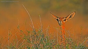 A gerenuk in Samburu National Reserve, Kenya