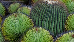 A giant barrel cactus and yucca plants in the Chihuahuan Desert, Mexico