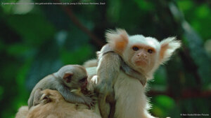 A golden-white tassel-ear marmoset (aka gold-and-white marmoset) and his young in the Amazon Rainforest, Brazil