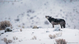 A gray wolf in Yellowstone National Park, Wyoming