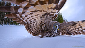 A great gray owl on the hunt