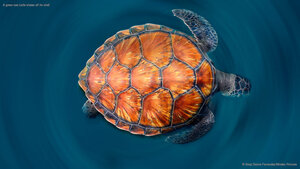 A green sea turtle shows off its shell