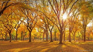A grove of American elm trees at Central Park's Mall, New York City